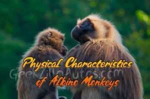 Physical Characteristics of Albino Monkeys